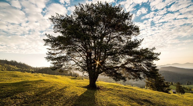 Copacul interior-Meditatie pentru eliminarea blocajelor